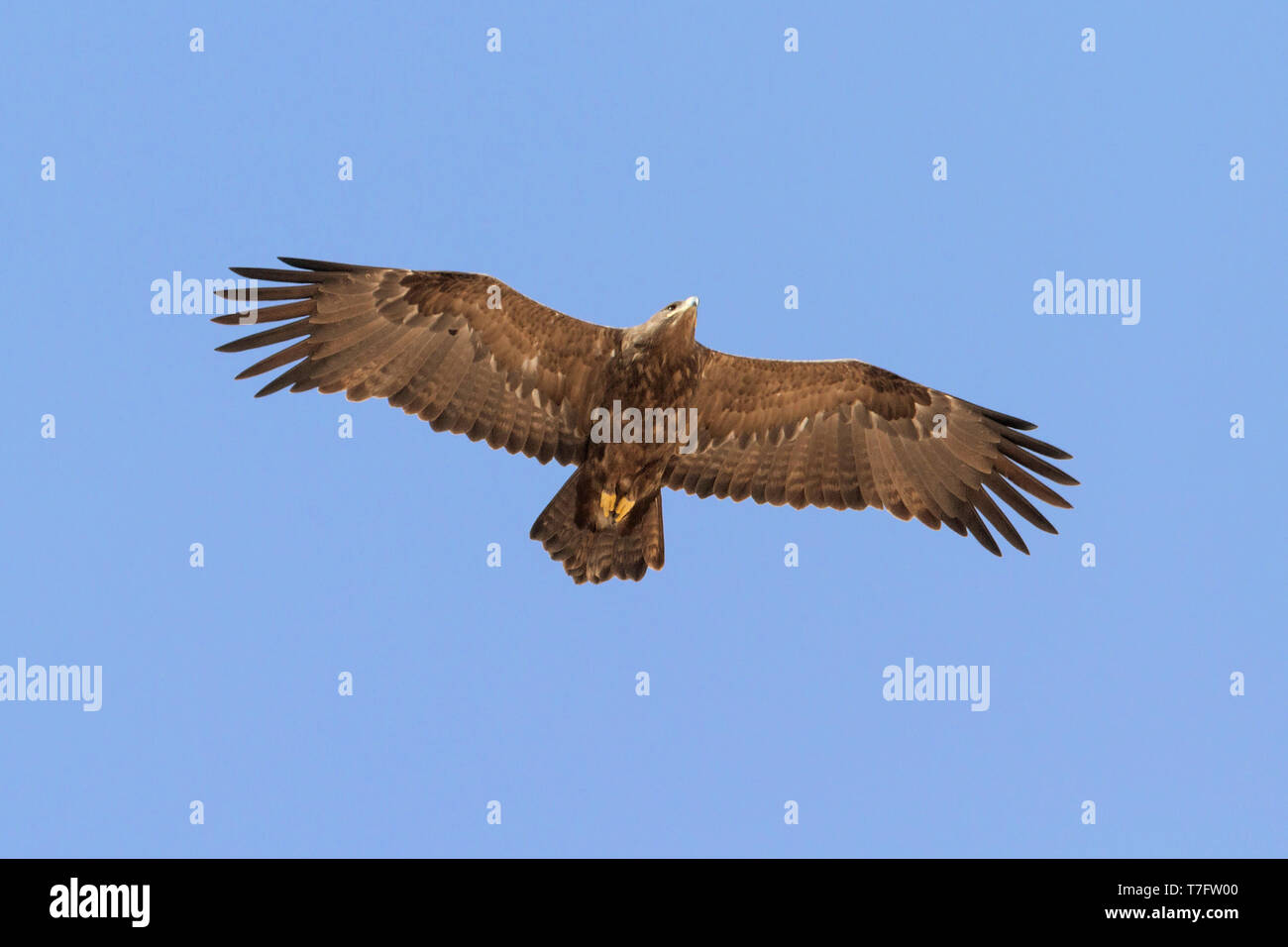 Steppe Eagle (Aquila nipalensis orientalis), Ansicht von unten auf das unreife im Flug Stockfoto