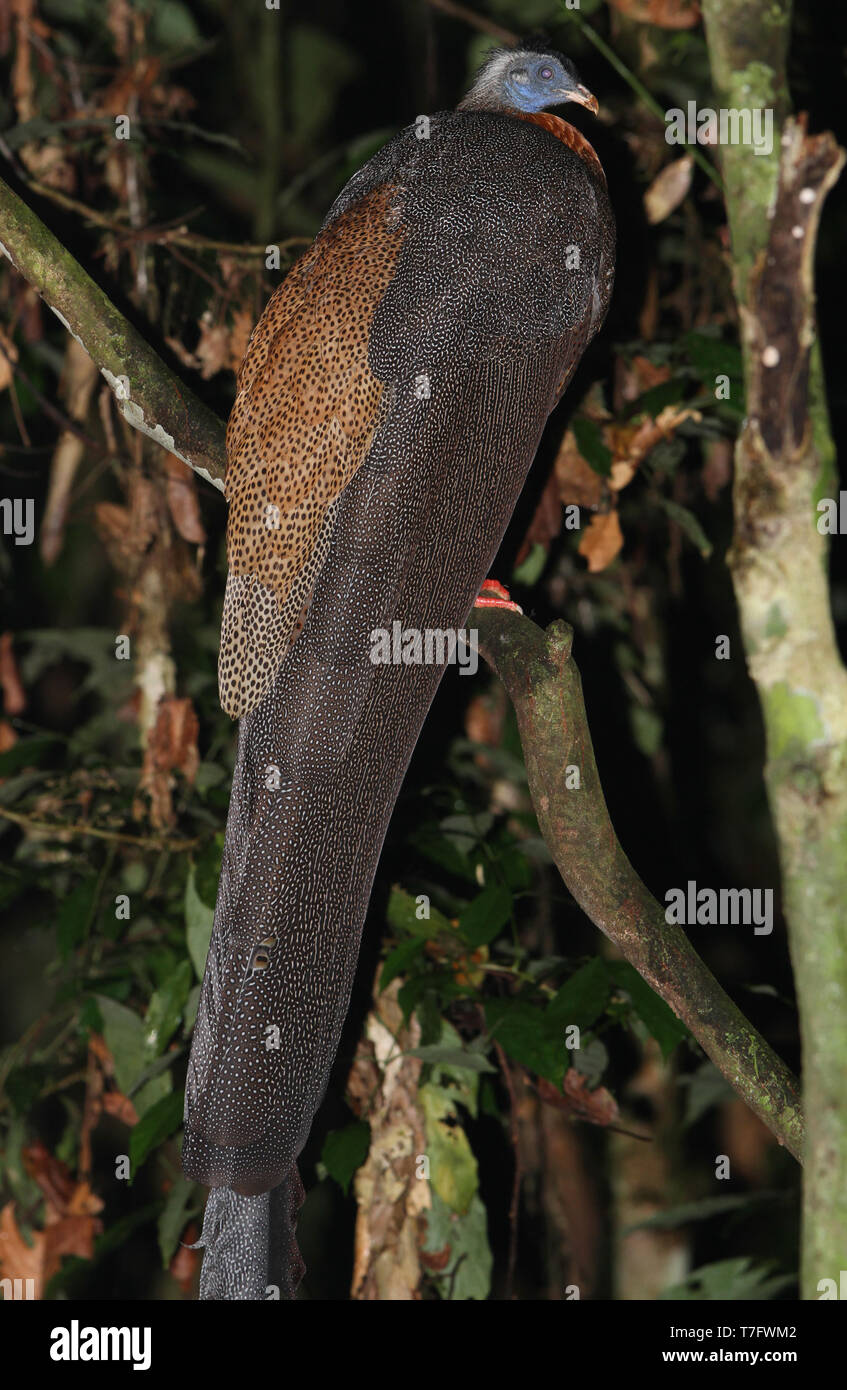 Große Argus (Argusianus argus grayi), eine pheaseant von desne Dschungel mit einem riesigen Schwanz. In einem Baum im Danum Valley, Borneo thront. Stockfoto