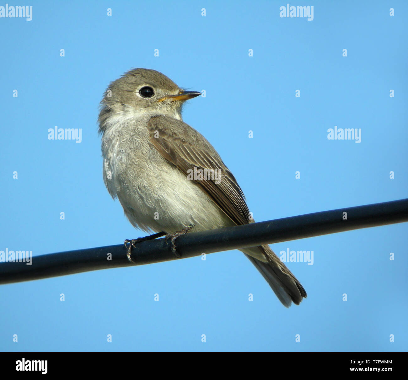 Migrant nach asiatischen Braun Schopftyrann (Muscicapa dauurica) während der Frühling auf Heuksan Tun in Südkorea. Stockfoto