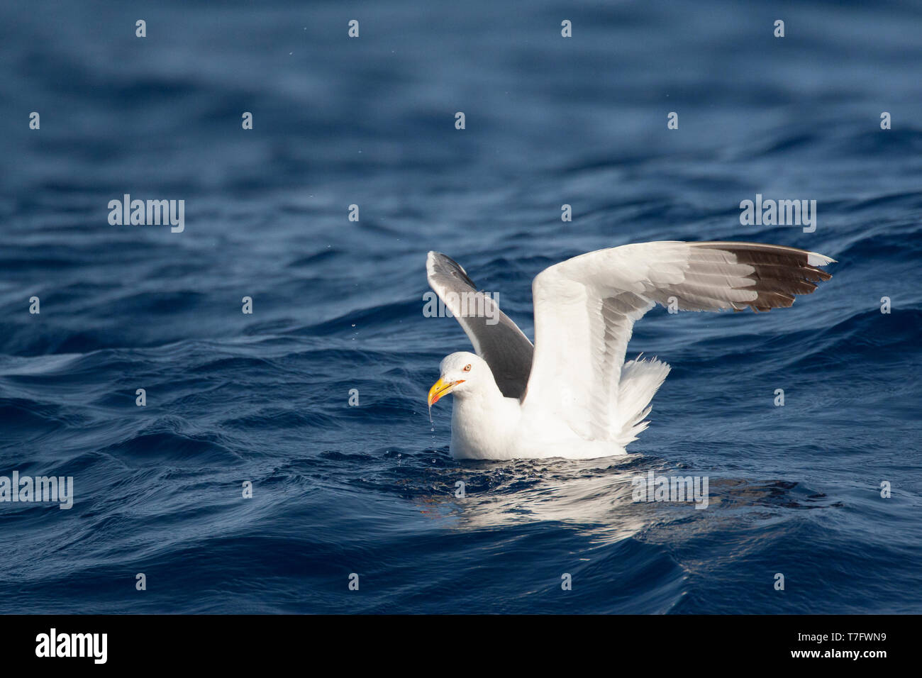 Nach Gelb-legged Gull (Larus michahellis michahellis) Nahrungssuche im Meer auf Madeira. Das Sitzen auf der Meeresoberfläche mit Flügeln hoch gehalten. Stockfoto