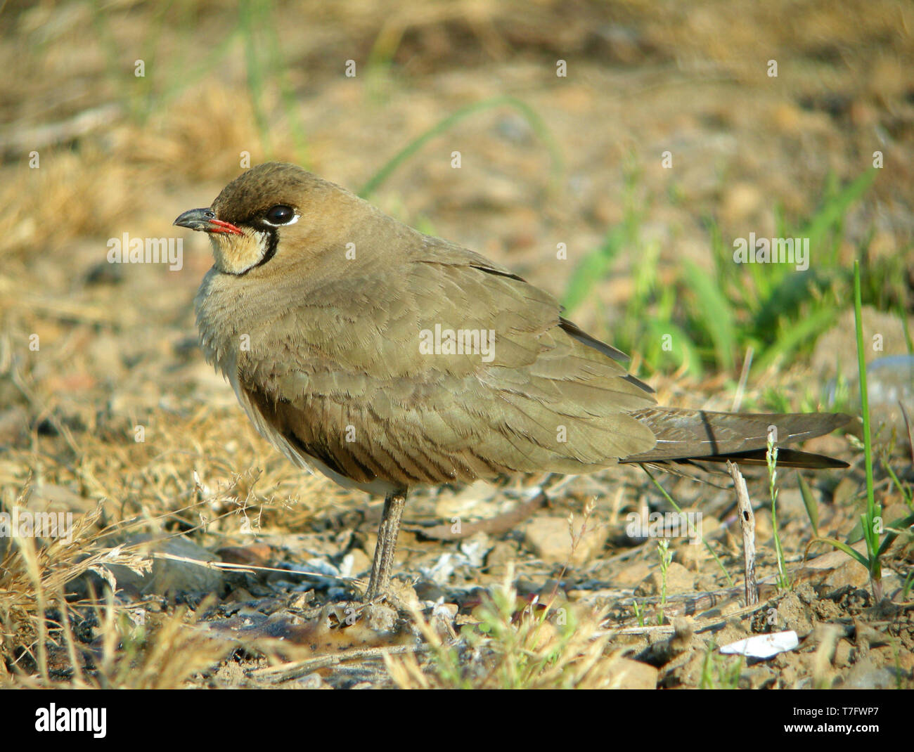 Oriental Pratincole; 05/05/2009 Heuksan tun Insel - Südkorea Stockfoto