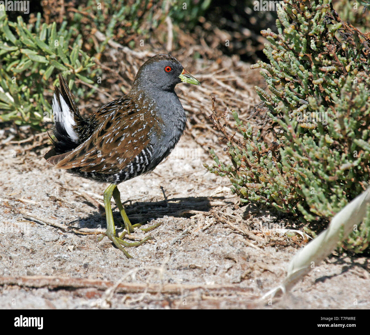 Crakear Australische crakear, auch bekannt als Australische crakear beschmutzt ...