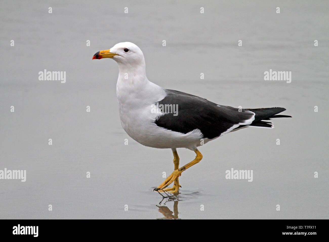 Die belcher Möwe (Larus belcheri) oder Band-tailed Gull an der peruanischen Küste. Stockfoto