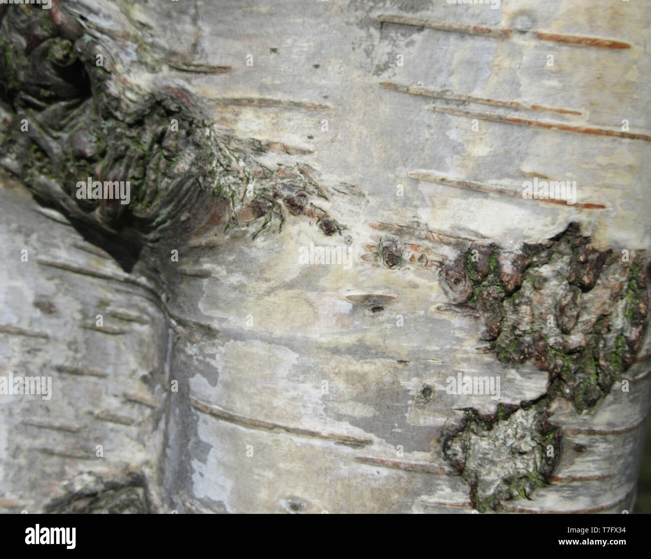 Detail der Rinde der Birke in den Niederlanden. Stockfoto