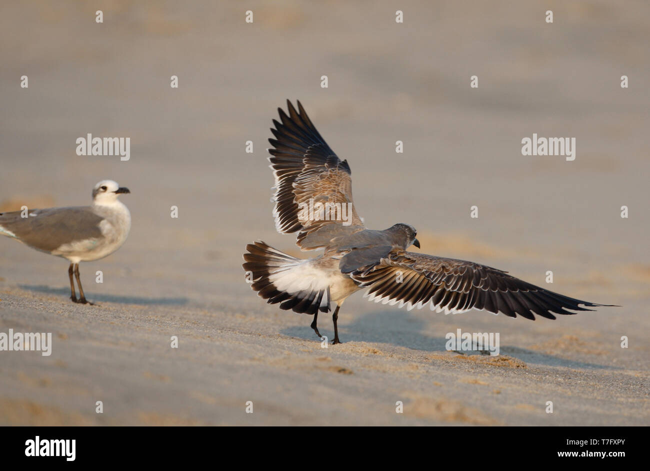 Laughing Gull, Larus atricilla megalopterus, 1 stWinter in Cape May, New Jersey, USA Stockfoto