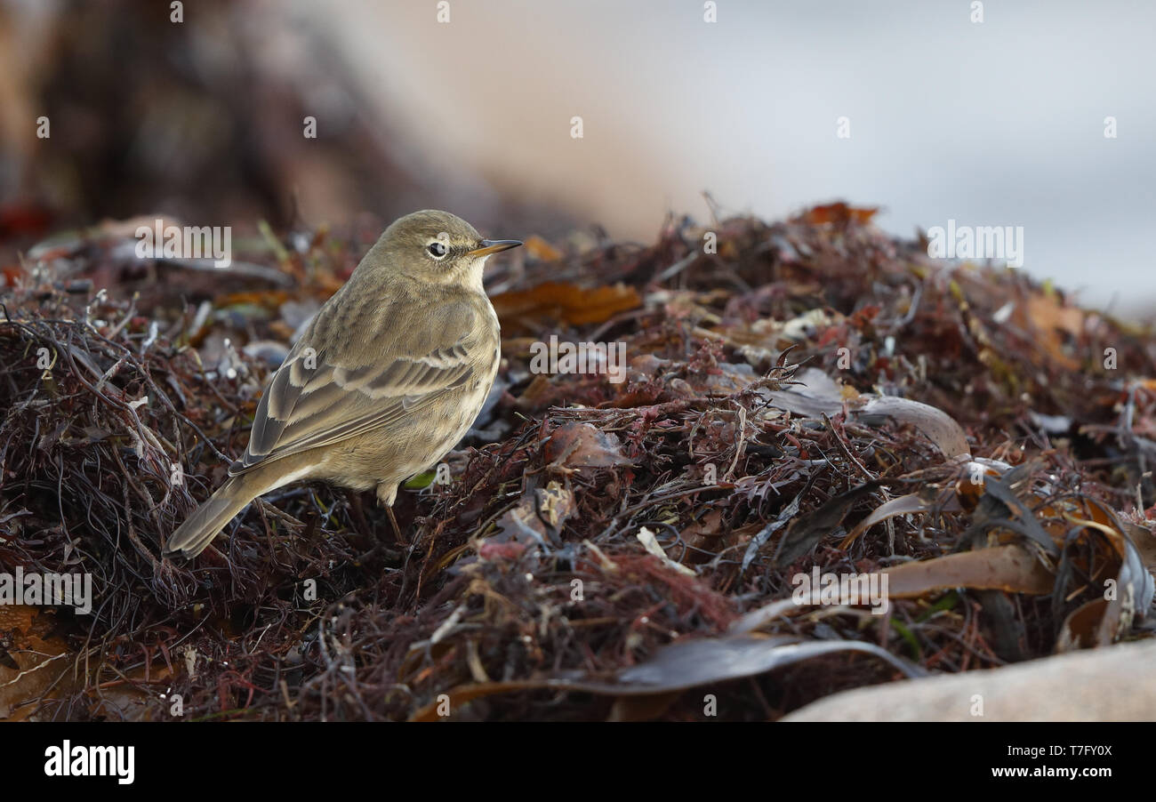 Rock Pieper (Anthus petrosus litturalis) stehen an der Küste mit Algen in Helsingør in Dänemark. Stockfoto