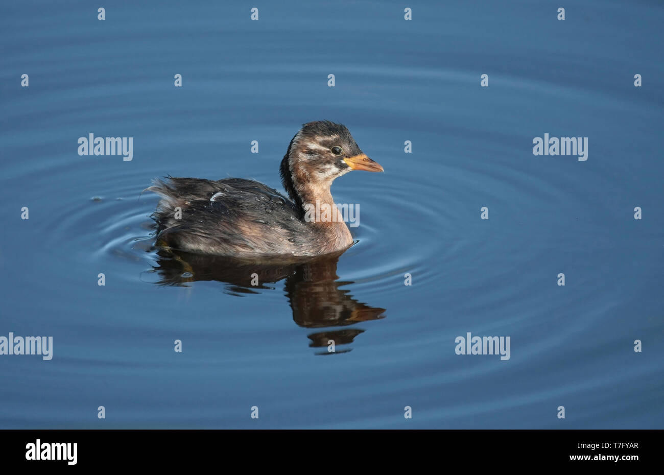 Zwergtaucher (Tachybaptus ruficollis) Juvenile, Schwimmen, von der Seite gesehen. Stockfoto