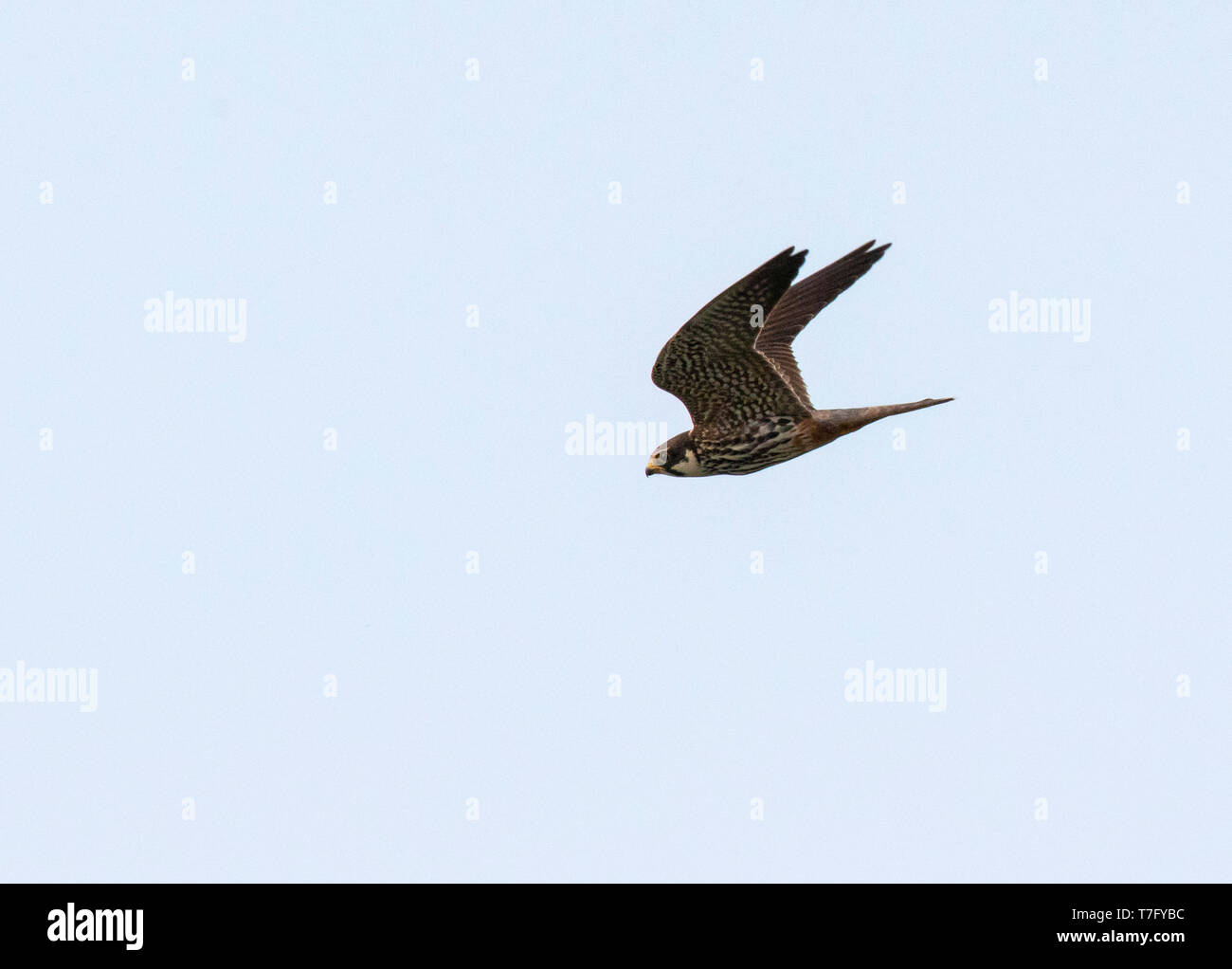 Im zweiten Jahr Eurasische hobby (Falco subbuteo) im Flug Stockfoto