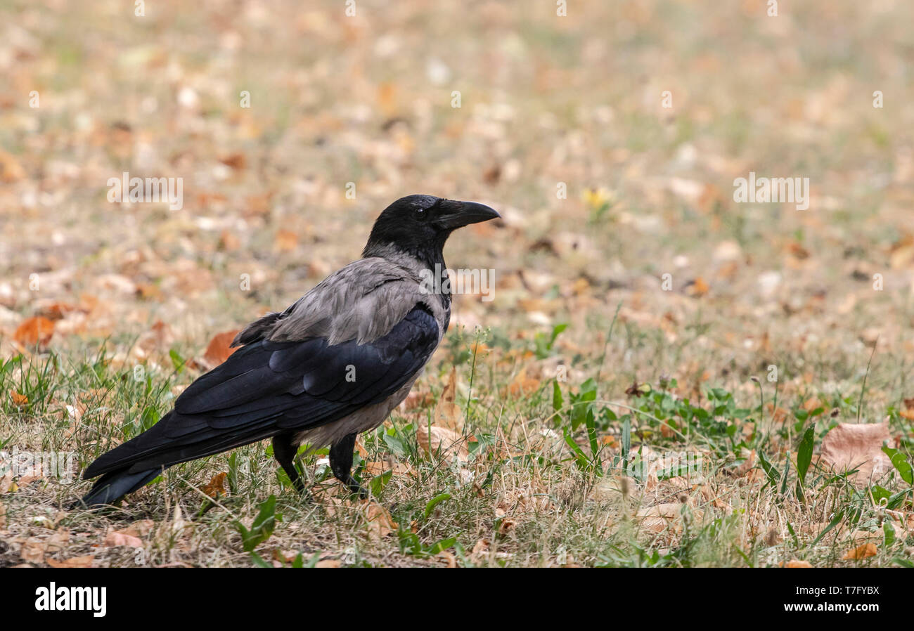 Nach Nebelkrähe (Corvus cornix) in der Innenstadt von Berlin. Stockfoto