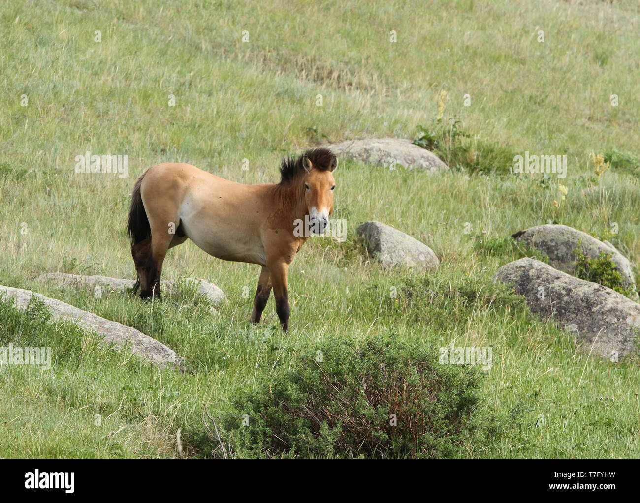 Przewalski's horse (Equus przewalskii) in Khustain Nuruu National Park, der Mongolei. Einmal in der Wildnis ausgestorben, jetzt wieder eingeführt. Stockfoto