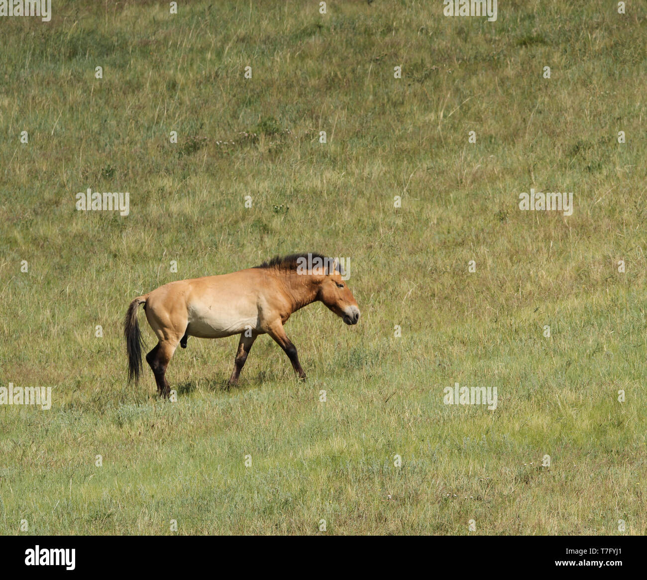 Przewalski's horse (Equus przewalskii) in Khustain Nuruu National Park, der Mongolei. Einmal in der Wildnis ausgestorben, jetzt wieder eingeführt. Stockfoto