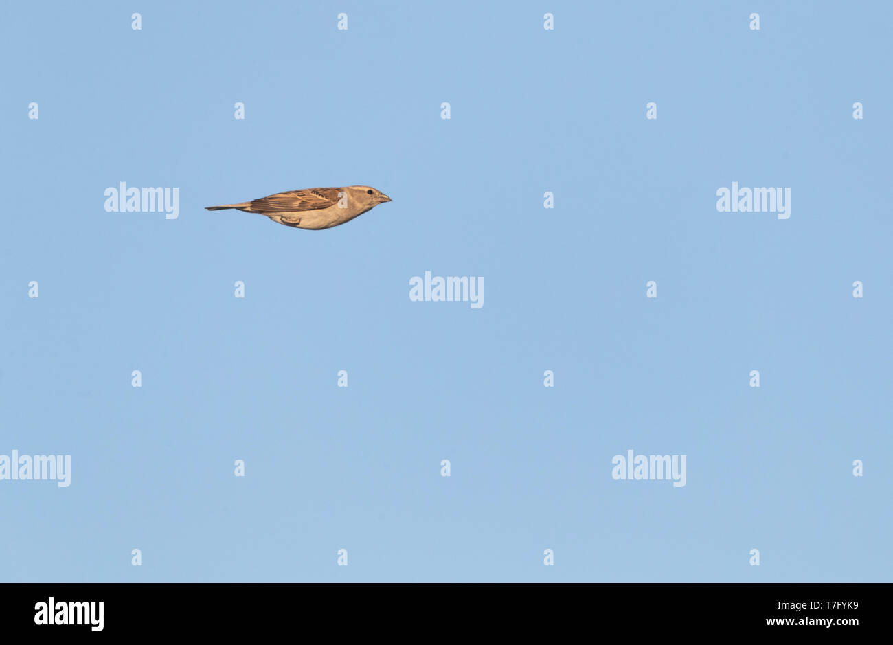 Weibliche Haussperling (Passer domesticus) im Flug in Spanien. Mit eingeklappten Flügeln. Stockfoto