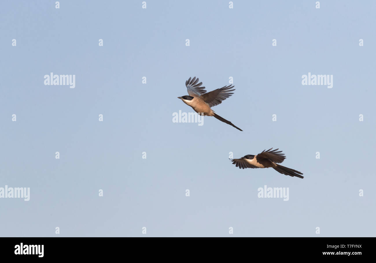 Zwei iberischen Magpie's (Cyanopica cooki) im Flug, eine Spezies von der Iberischen Halbinsel und das leben in Familiengruppen. Stockfoto