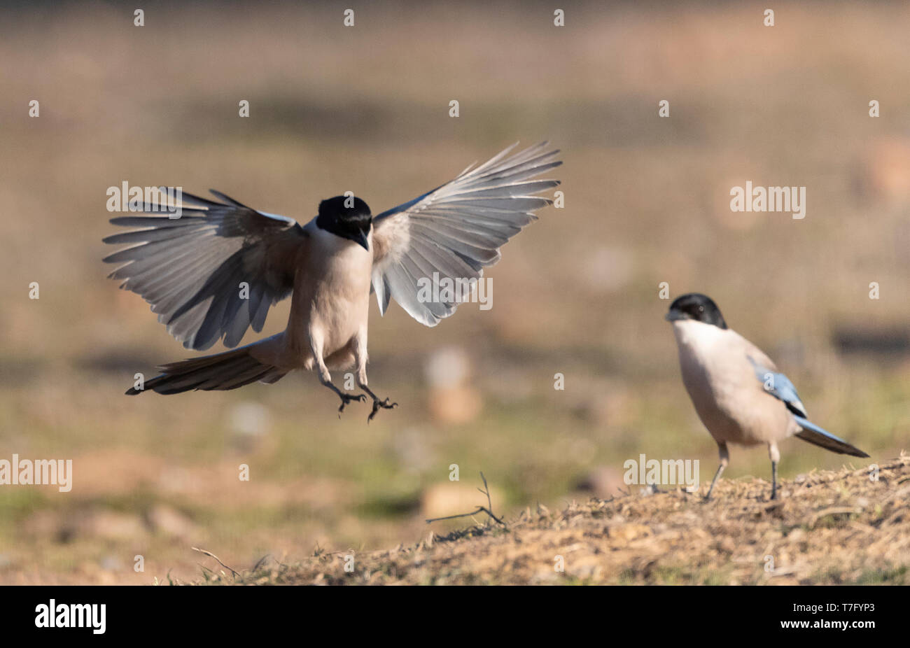 Iberischen Magpie (Cyanopica cooki), eine Spezies von der Iberischen Halbinsel und das leben in Familiengruppen. Stockfoto