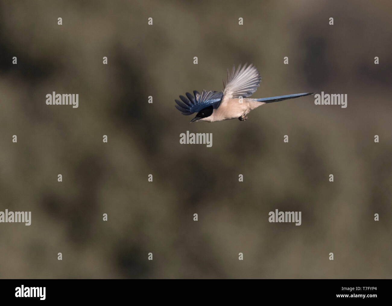 Iberischen Magpie (Cyanopica cooki), eine Spezies von der Iberischen Halbinsel und das leben in Familiengruppen. Stockfoto