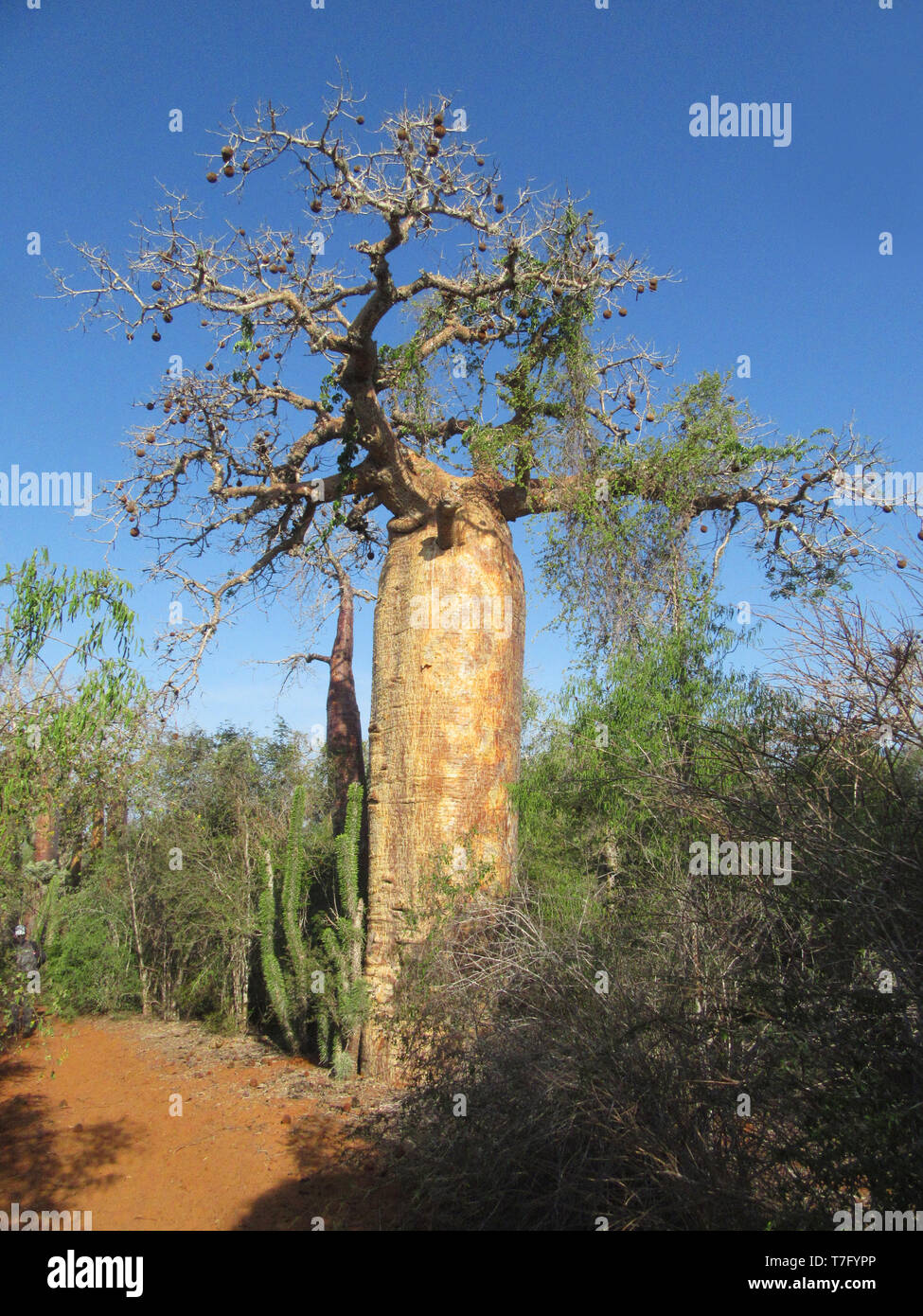 Riesige Baobab Baum in Stacheligen Wald, Ifaty, westt Küste von Madagaskar. Stockfoto