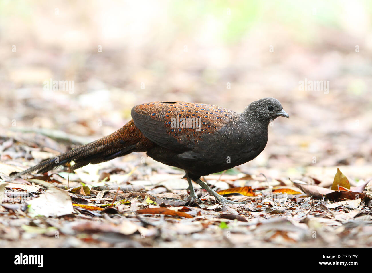 Berg Pfau-Fasan (polyplectron Inopinatum), eine mittlere endemisch Fasan von montane Wälder der zentralen Malaiische Halbinsel, Malaysia. Stockfoto