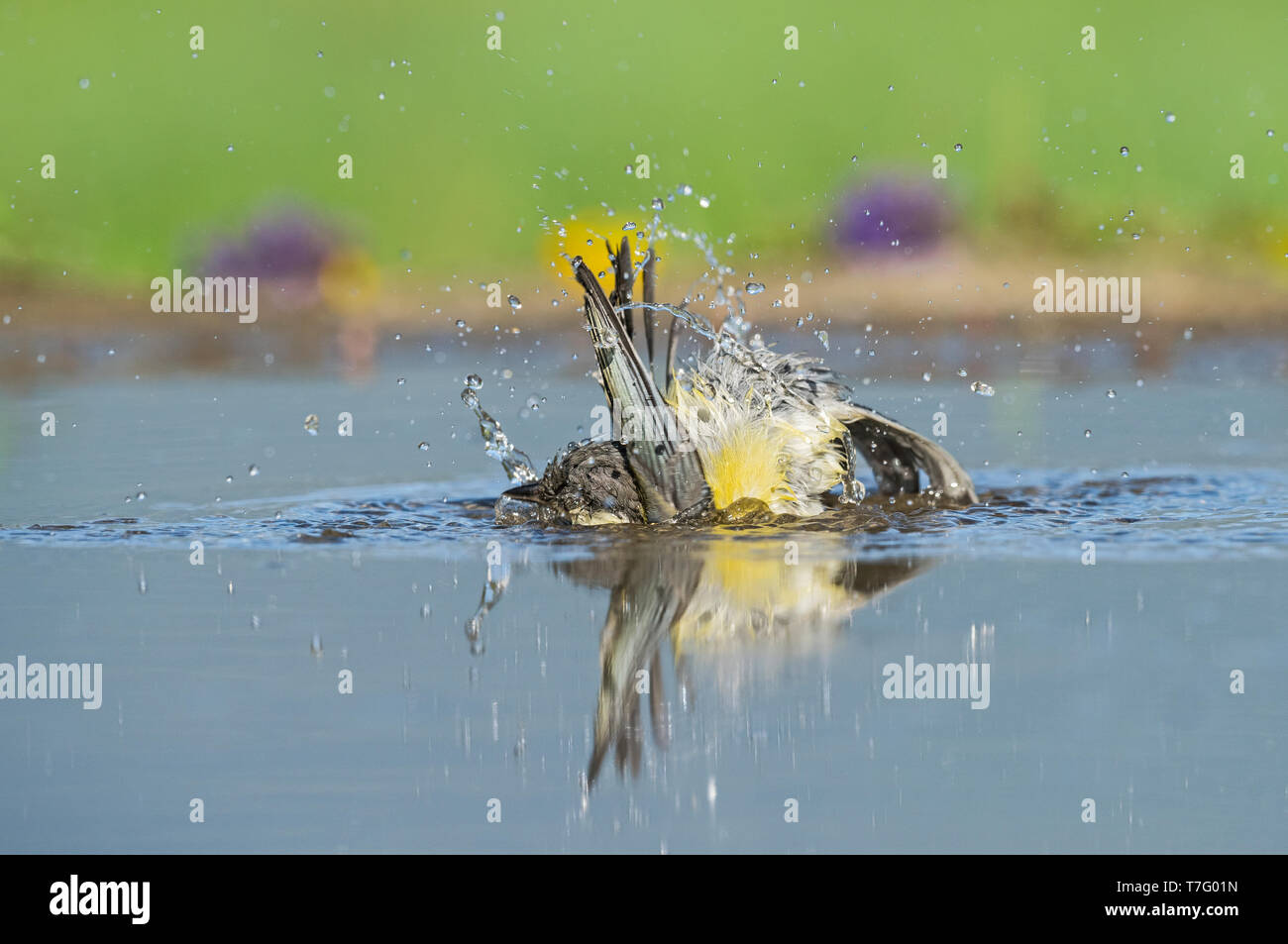 Unreife Europäische Stieglitz, Onvolwassen Putter Stockfoto
