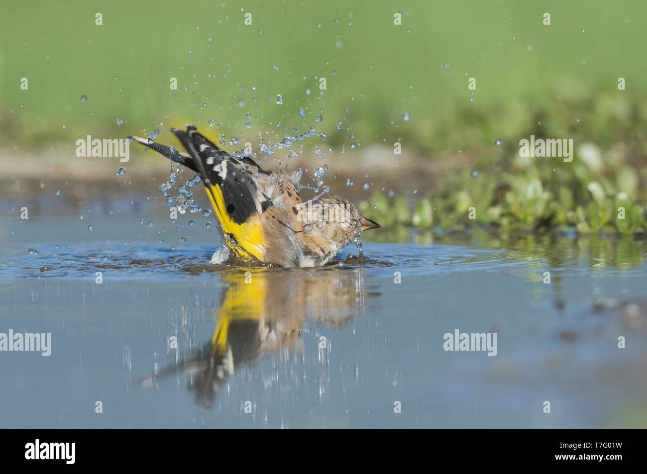 Unreife Europäische Stieglitz, Onvolwassen Putter Stockfoto