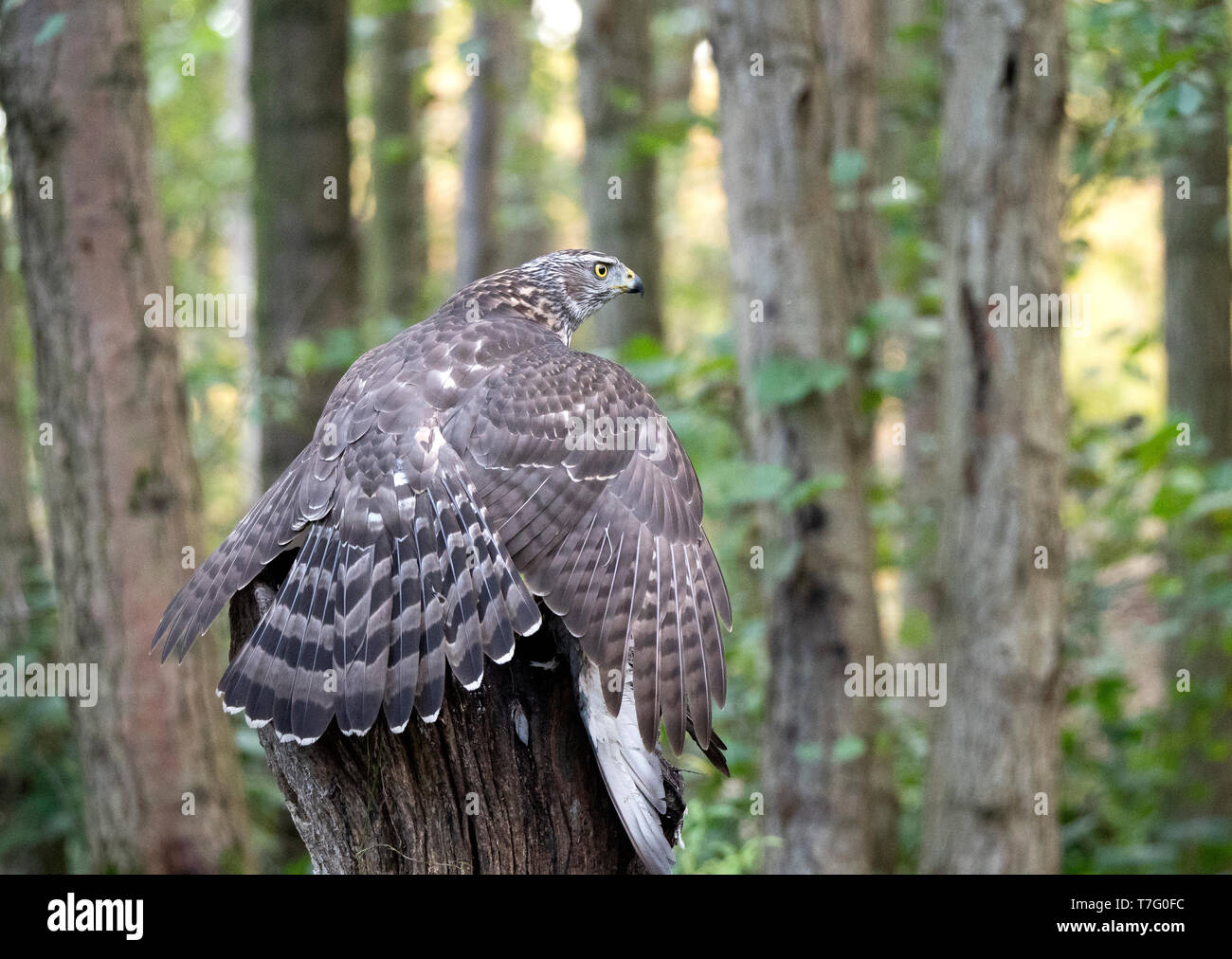 Northern Habicht (Accipiter gentilis), unreife auf eine Beute Stockfoto