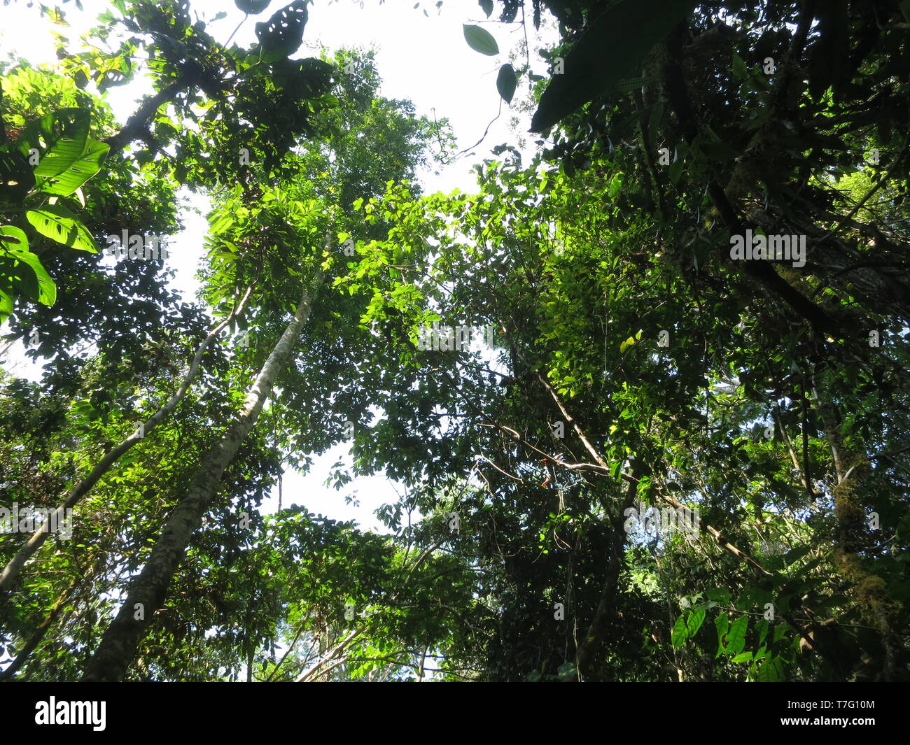 Primäre Wald am Pantiacolla Lodge, Amazonien Peru Stockfoto