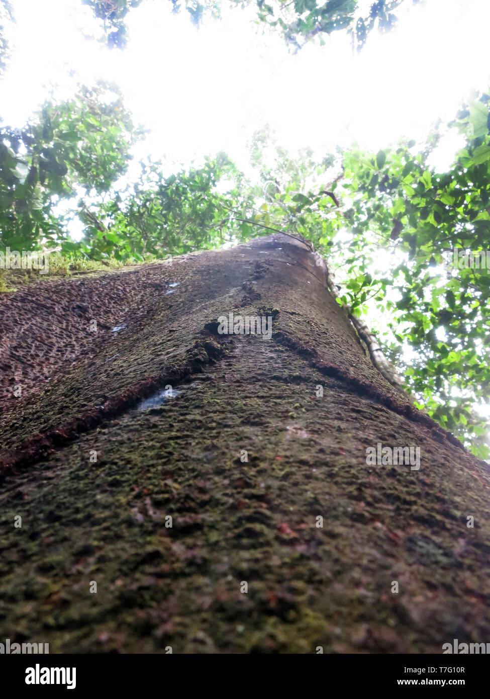 Riesige Baum in der Nähe der Pantiacolla Lodge im Peruanischen Amazonas. Primärwald. Stockfoto