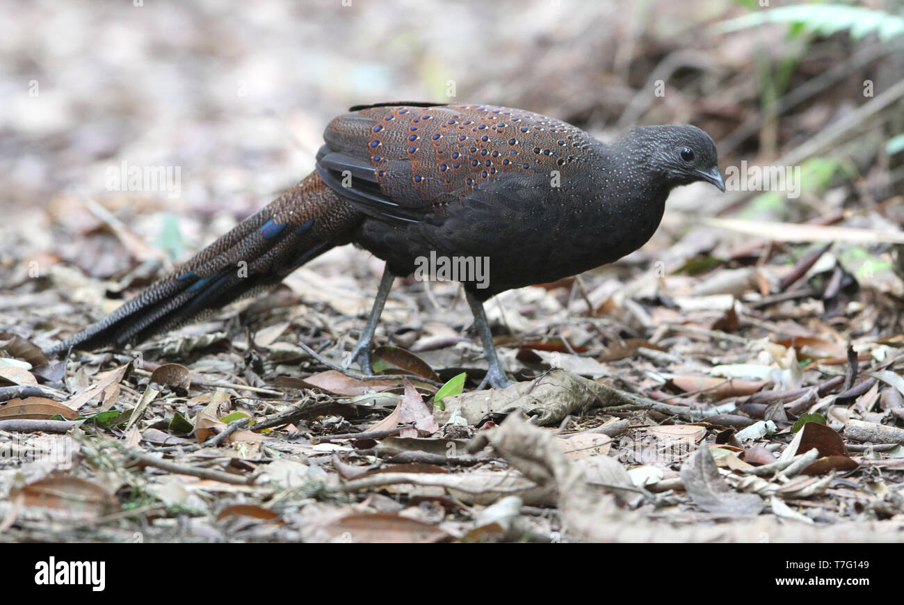 Berg Pfau-Fasan (polyplectron Inopinatum), eine mittlere endemisch Fasan von montane Wälder der zentralen Malaiische Halbinsel, Malaysia. Stockfoto Berg Pfau-Fasan (polyplectron Inopinatum), eine mittlere endemisch Fasan von montane Wälder der zentralen Malaiische Halbinsel, Malaysia. Stockfoto