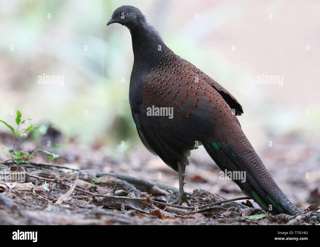 Berg Pfau-Fasan (polyplectron Inopinatum), eine mittlere endemisch Fasan von montane Wälder der zentralen Malaiische Halbinsel, Malaysia. Stockfoto Berg Pfau-Fasan (polyplectron Inopinatum), eine mittlere endemisch Fasan von montane Wälder der zentralen Malaiische Halbinsel, Malaysia. Stockfoto