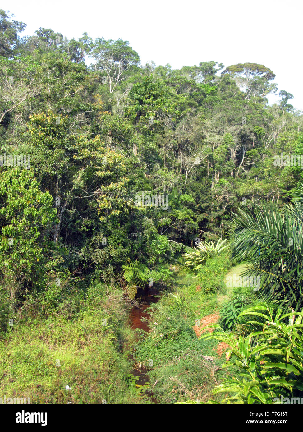 Üppigen Regenwald in Analamazoatra finden (auch bekannt als Perinet), Teil von Andasibe-Mantadia Nationalpark in Madagaskar. Stockfoto