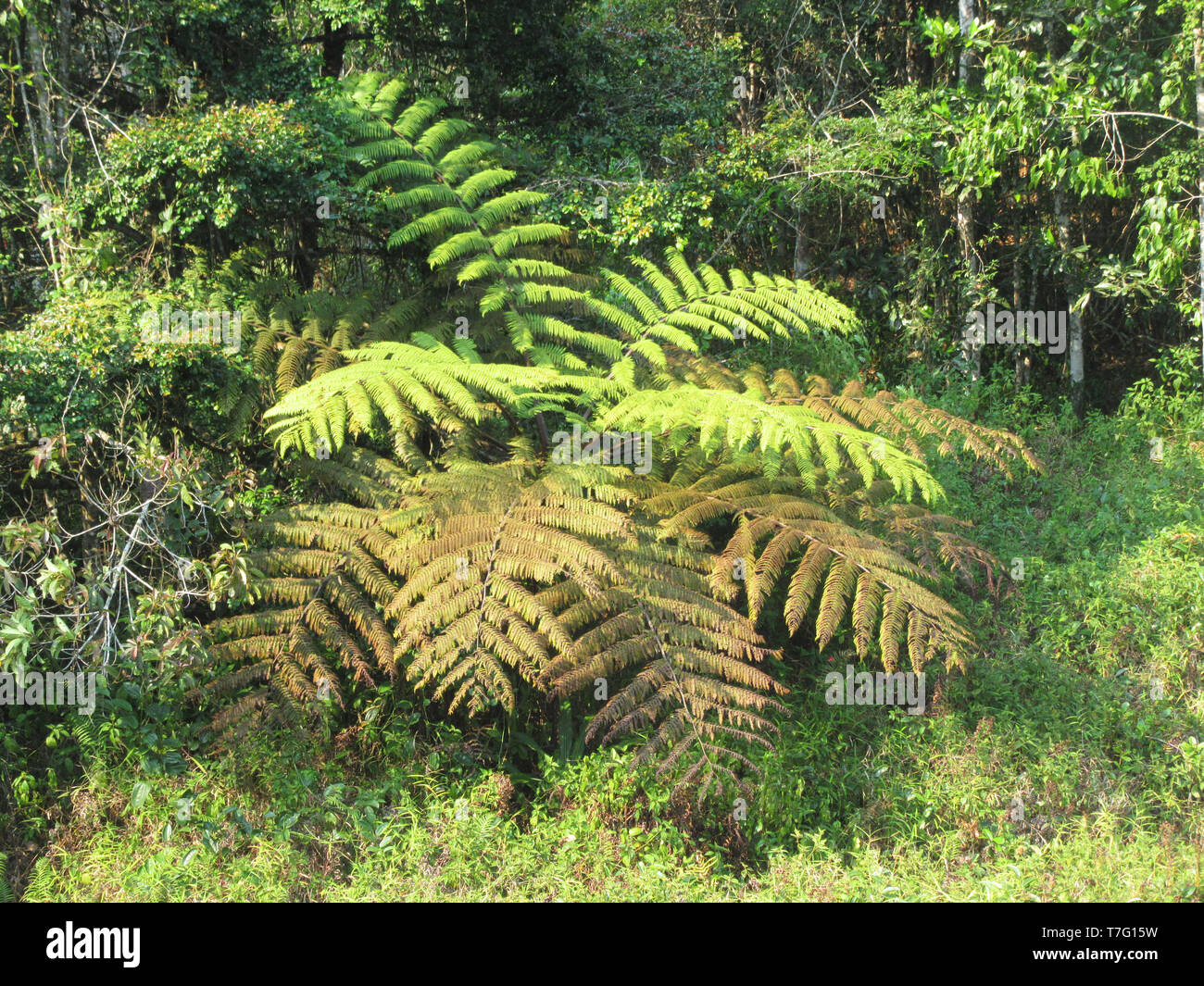 Üppigen Regenwald in Analamazoatra finden (auch bekannt als Perinet), Teil von Andasibe-Mantadia Nationalpark in Madagaskar. Stockfoto