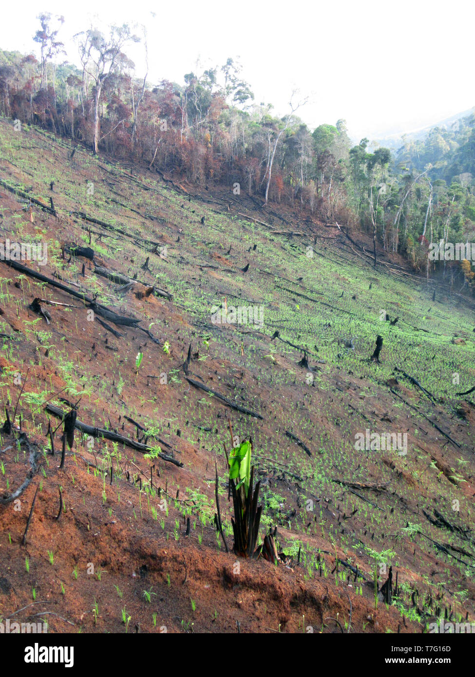 Slash und die Landwirtschaft in der Nähe des Eingangs von Andasibe-Mantadia Nationalpark in Madagaskar brennen. Eine große Bedrohung für die natürlichen Lebensräume. Stockfoto