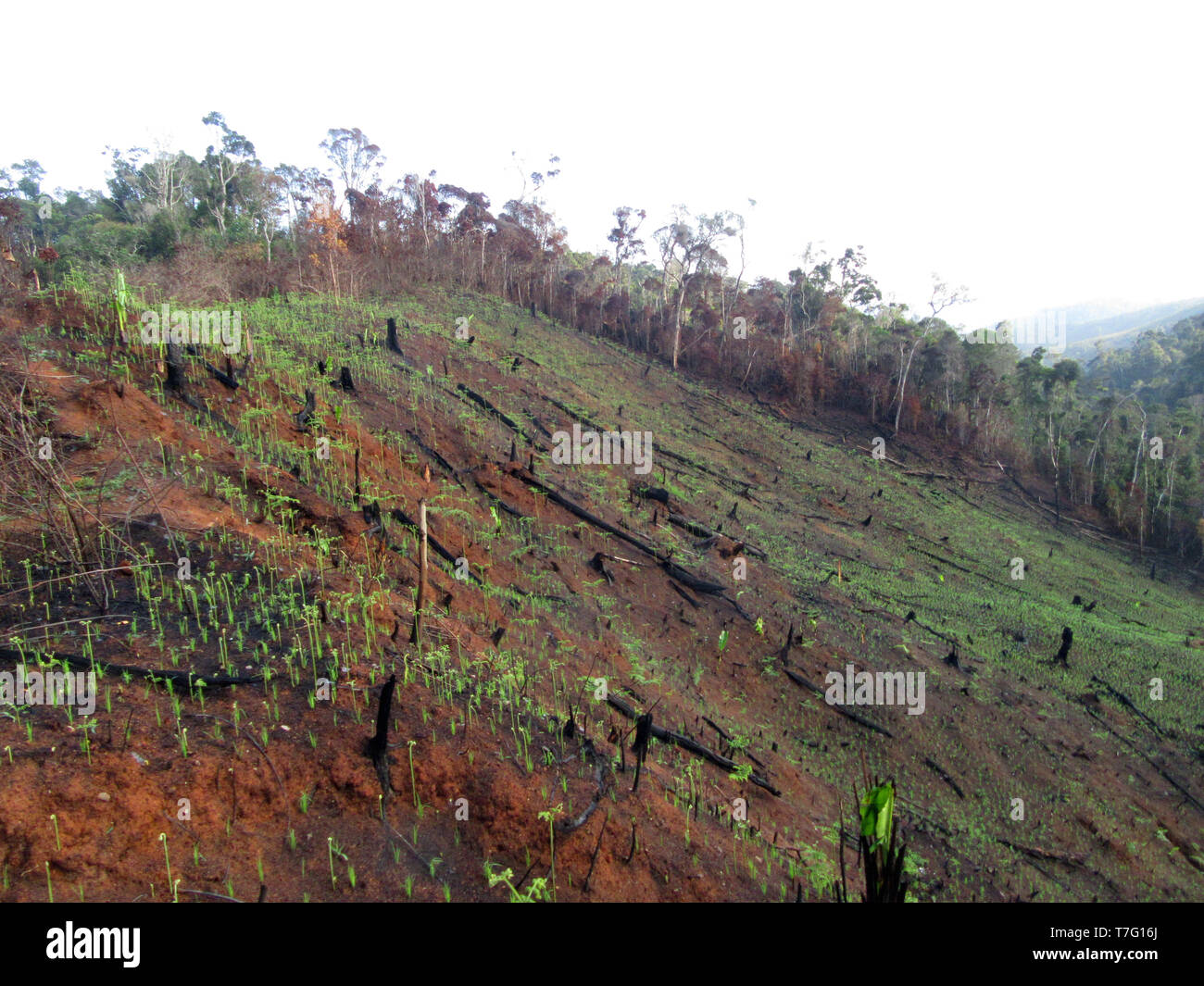 Slash und die Landwirtschaft in der Nähe des Eingangs von Andasibe-Mantadia Nationalpark in Madagaskar brennen. Eine große Bedrohung für die natürlichen Lebensräume. Stockfoto