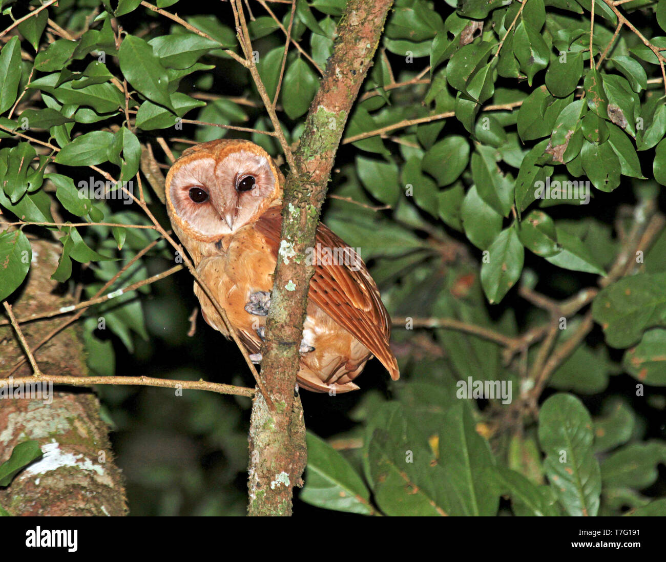 Rote Eule (Tyto soumagnei) in der Haube oder tropischen Regenwald von Madagaskar thront. Nach unten schauen. Stockfoto