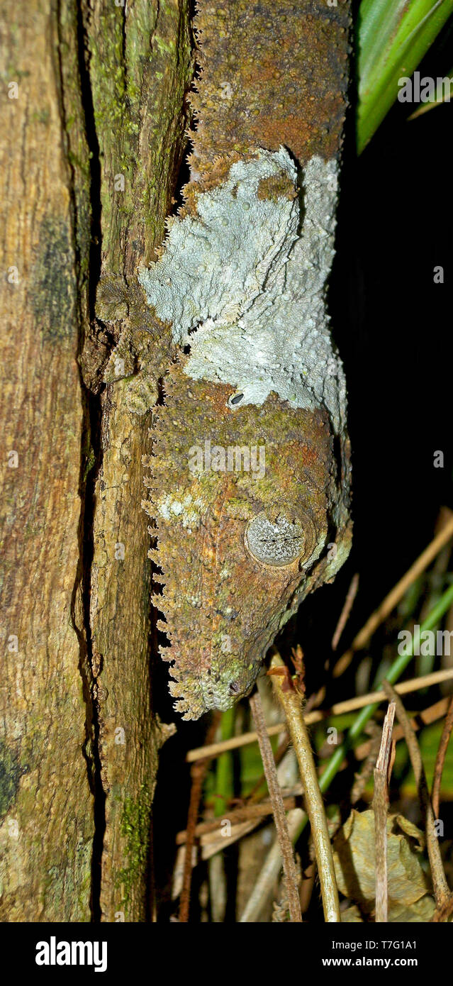 Moosige Leaf-tailed Gecko (Uroplatus sikorae), auch bekannt als südliche Flachbild-tail Gecko. Der Name bezieht sich auf die Moosartige camouflage Muster und Farben Stockfoto