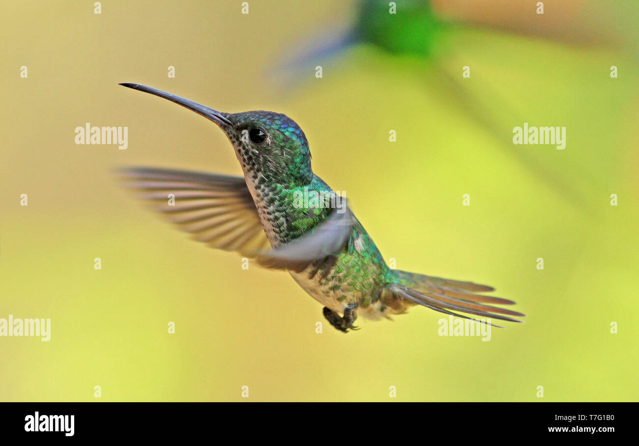 Golden-tailed Saphir (Chrysuronia oenone) auf der Flucht vor einem grünen Hintergrund Stockfoto