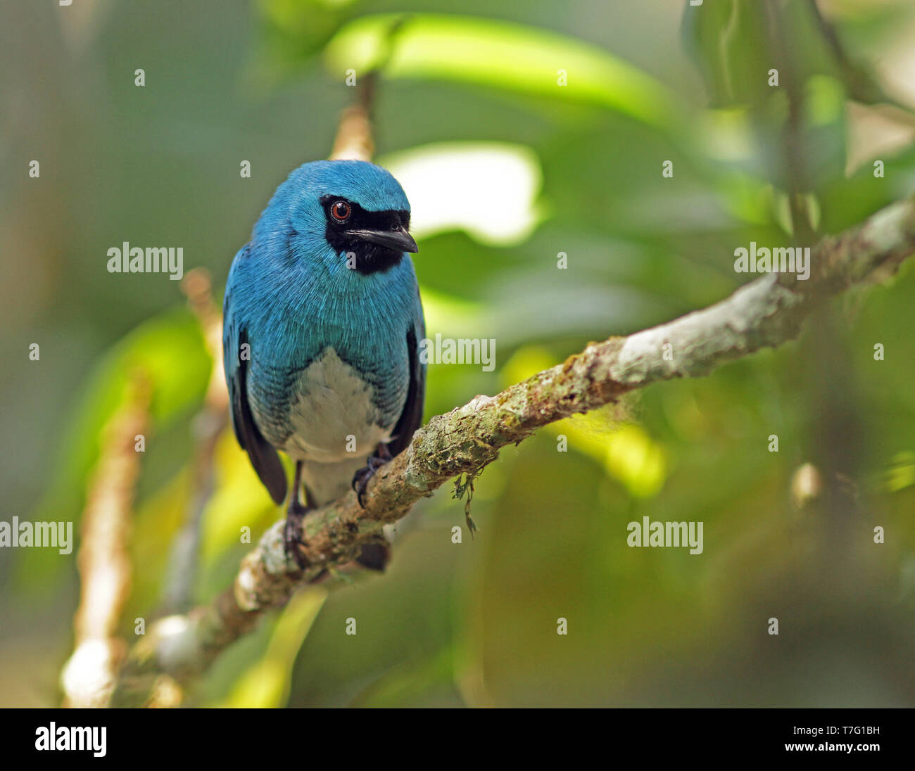 Schlucken Tanager (Tersina viridis) in einem Baum im Wald thront Stockfoto