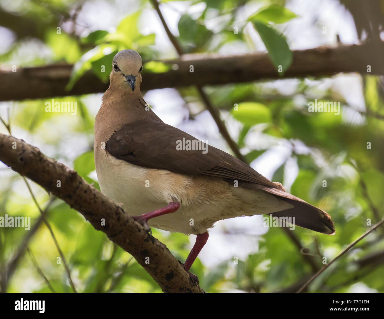 Kritisch bedrohte Grenada Dove (Leptotila wellsi) auf der Insel Grenada in der Karibik. Über eine Zweigniederlassung, die in einem trockenen Wald gelegen, mit Blick auf seine Stockfoto