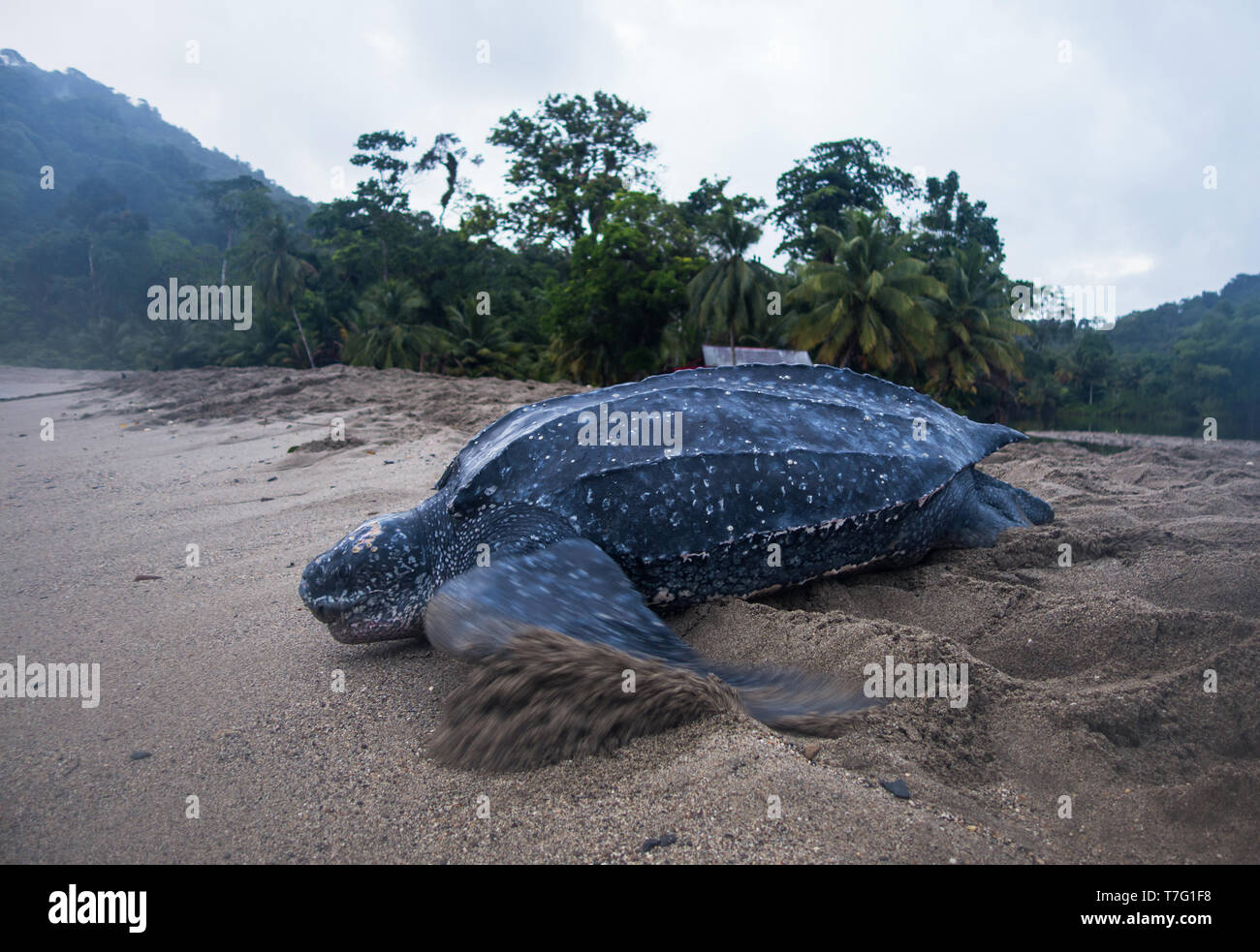 Erwachsene Frau Leatherback Sea turtle (dermochelys Coriacea) an einem Sandstrand auf einer Insel in der Karibik, nachdem ihre Eier. Rubrik Strand zum Meer Stockfoto