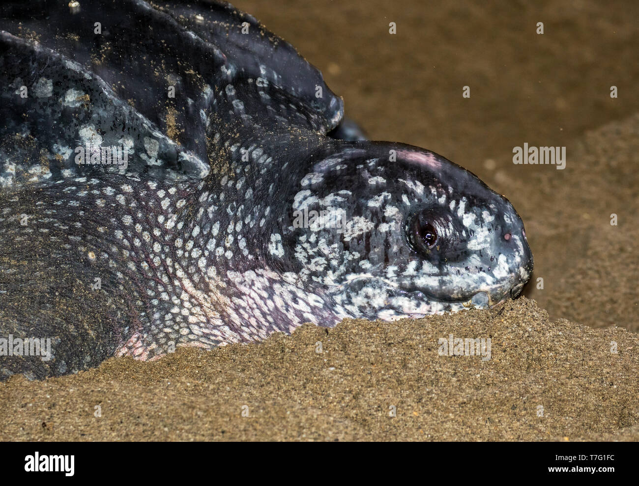 Nahaufnahme eines erwachsenen weiblichen Leatherback Sea turtle (dermochelys Coriacea) an einem Sandstrand auf einer Insel in der Karibik für ihre Eier. Stockfoto