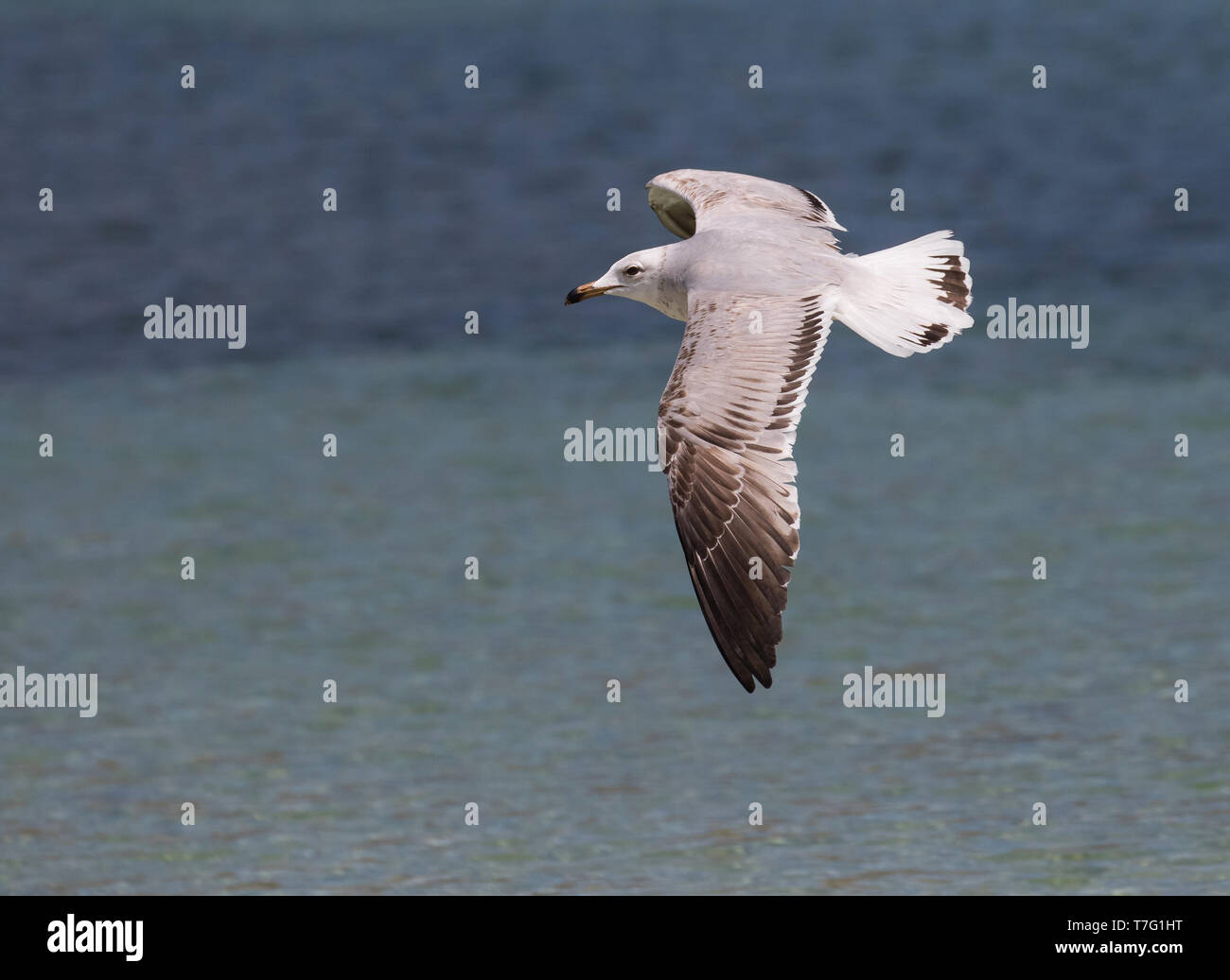 Erste - Sommer Audouin's Möwe (Ichthyaetus audouinii) im Flug über das Meer in Spanien. Stockfoto