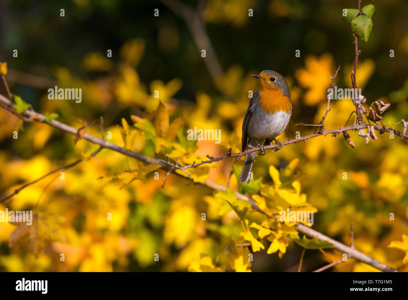 Europäische Robin; Erithacus rubecula Stockfoto
