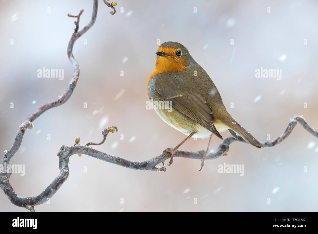 Europäische Robin; Erithacus rubecula Stockfoto