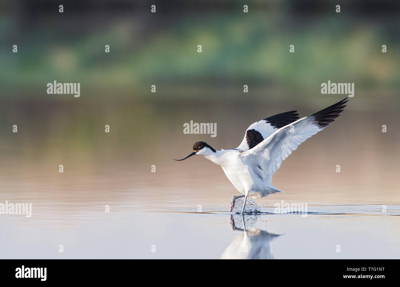 Pied Säbelschnäbler (Recurvirostra Avosetta) Landung in einem Pool auf der Insel Lesbos in Griechenland. Stockfoto