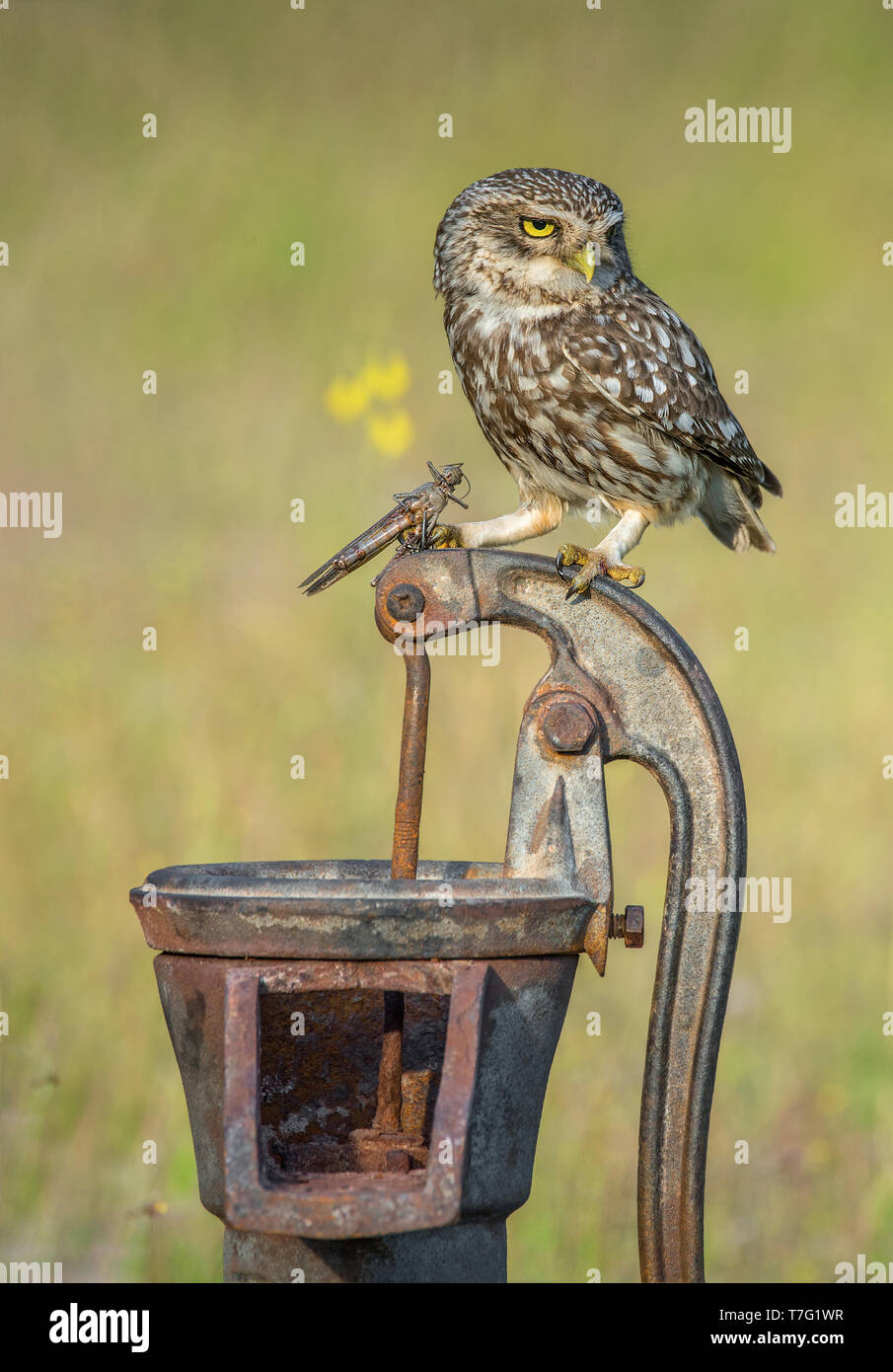 Steinkauz Athene noctua Stockfoto