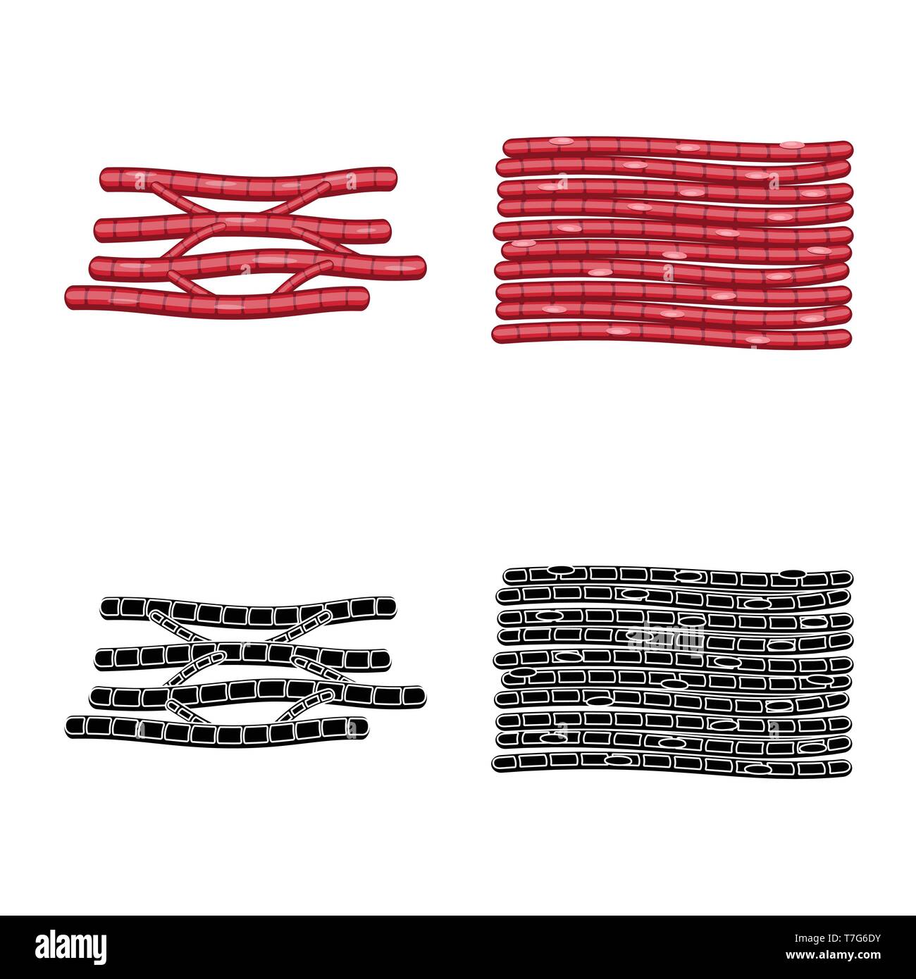 Vector Illustration der Faser und muskulös. Sammlung von Faser- und Körper vektor Symbol für das Lager. Stock Vektor