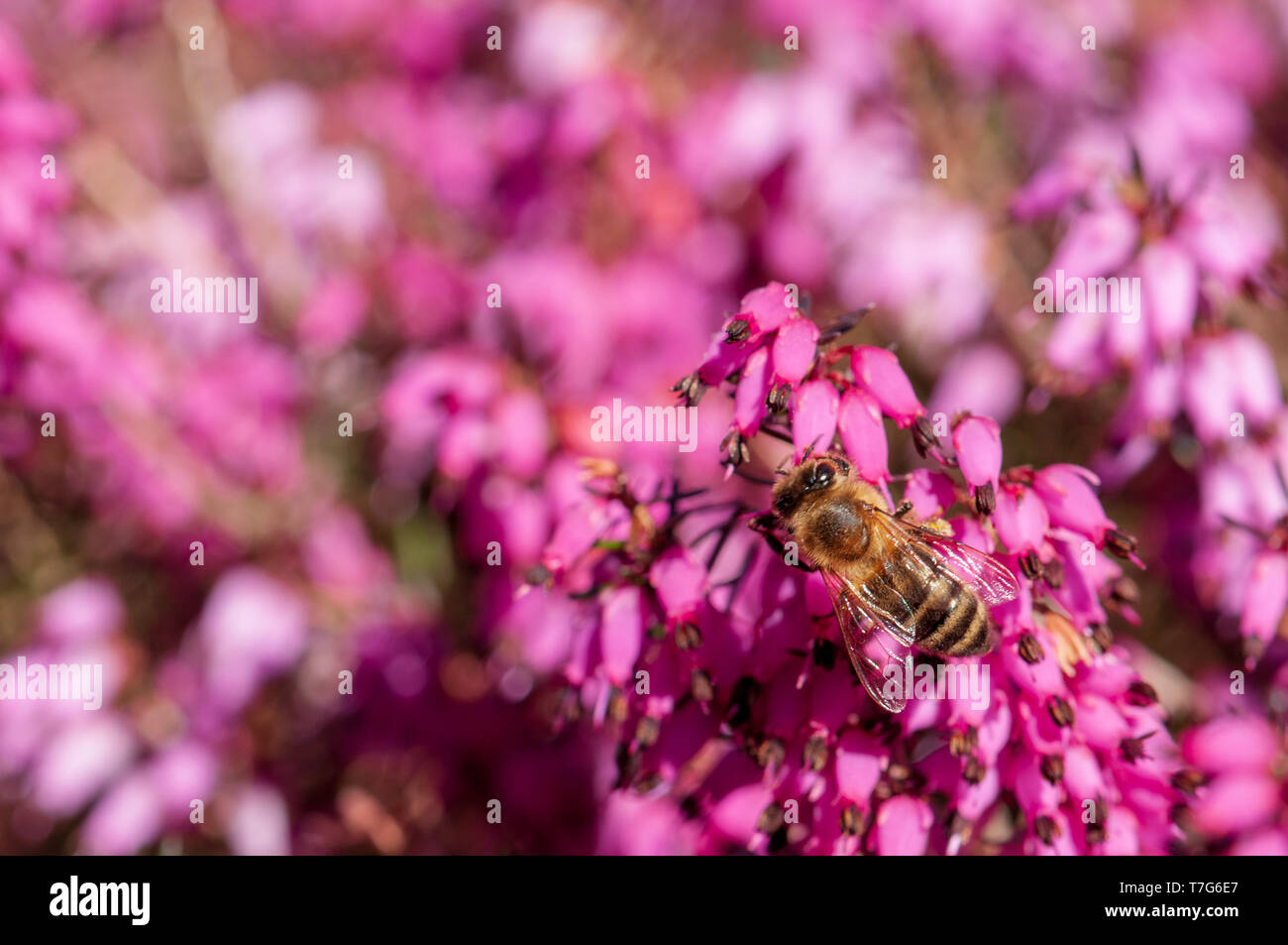 Blumen Frühling Heide Wald Erica Dryas Stockfoto