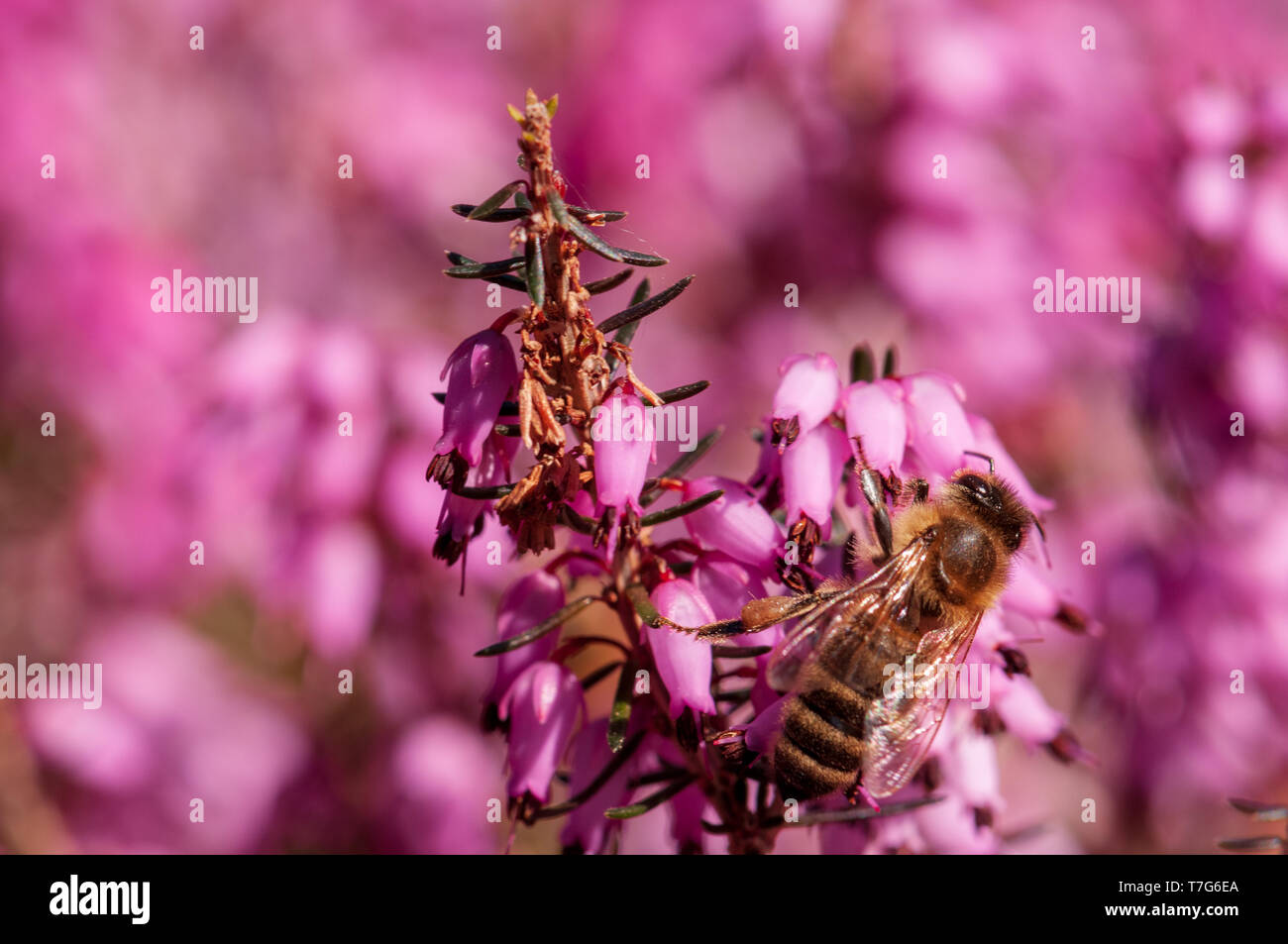 Blumen Frühling Heide Wald Erica Dryas Stockfoto