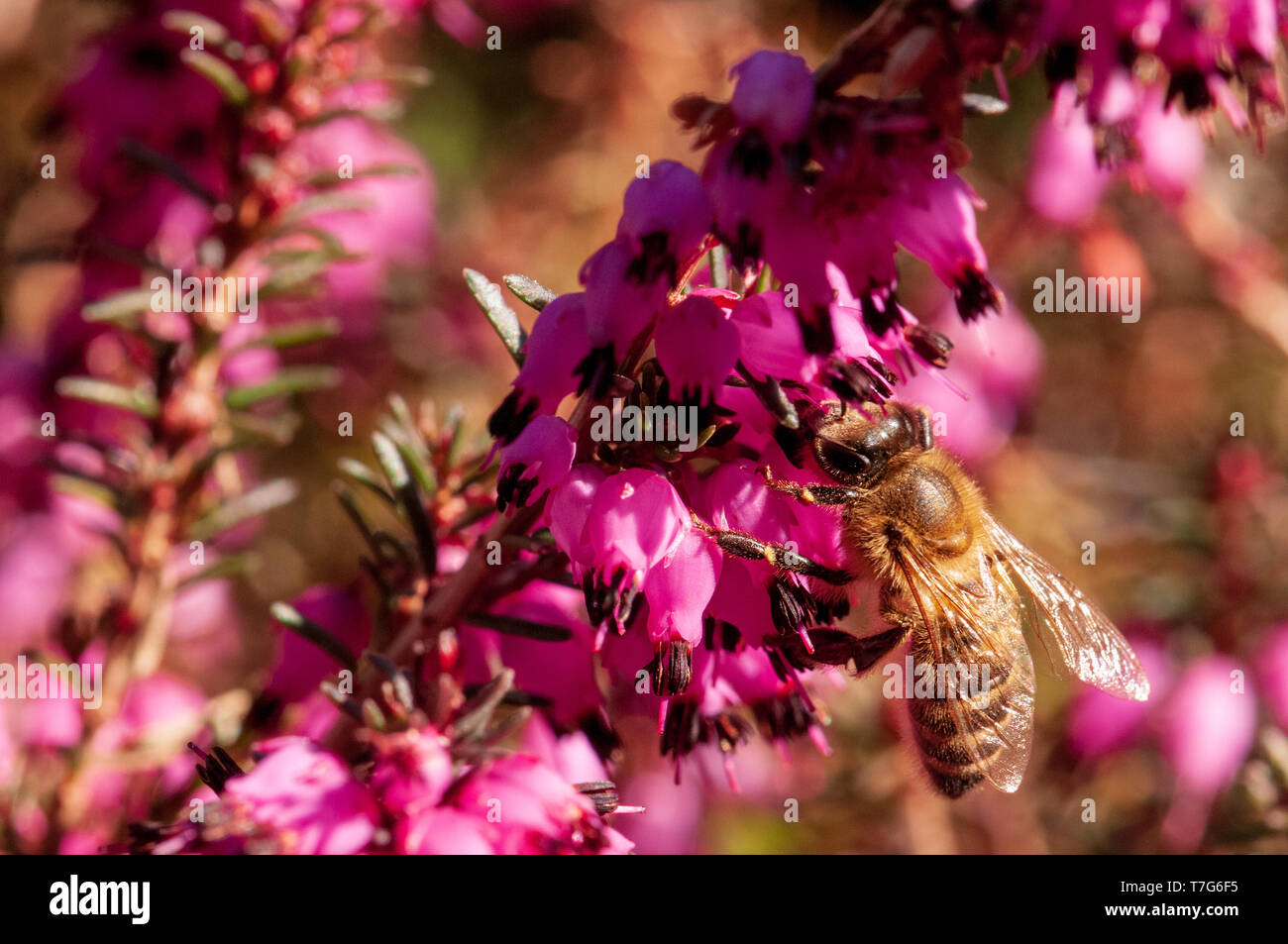 Blumen Frühling Heide Wald Erica Dryas Stockfoto