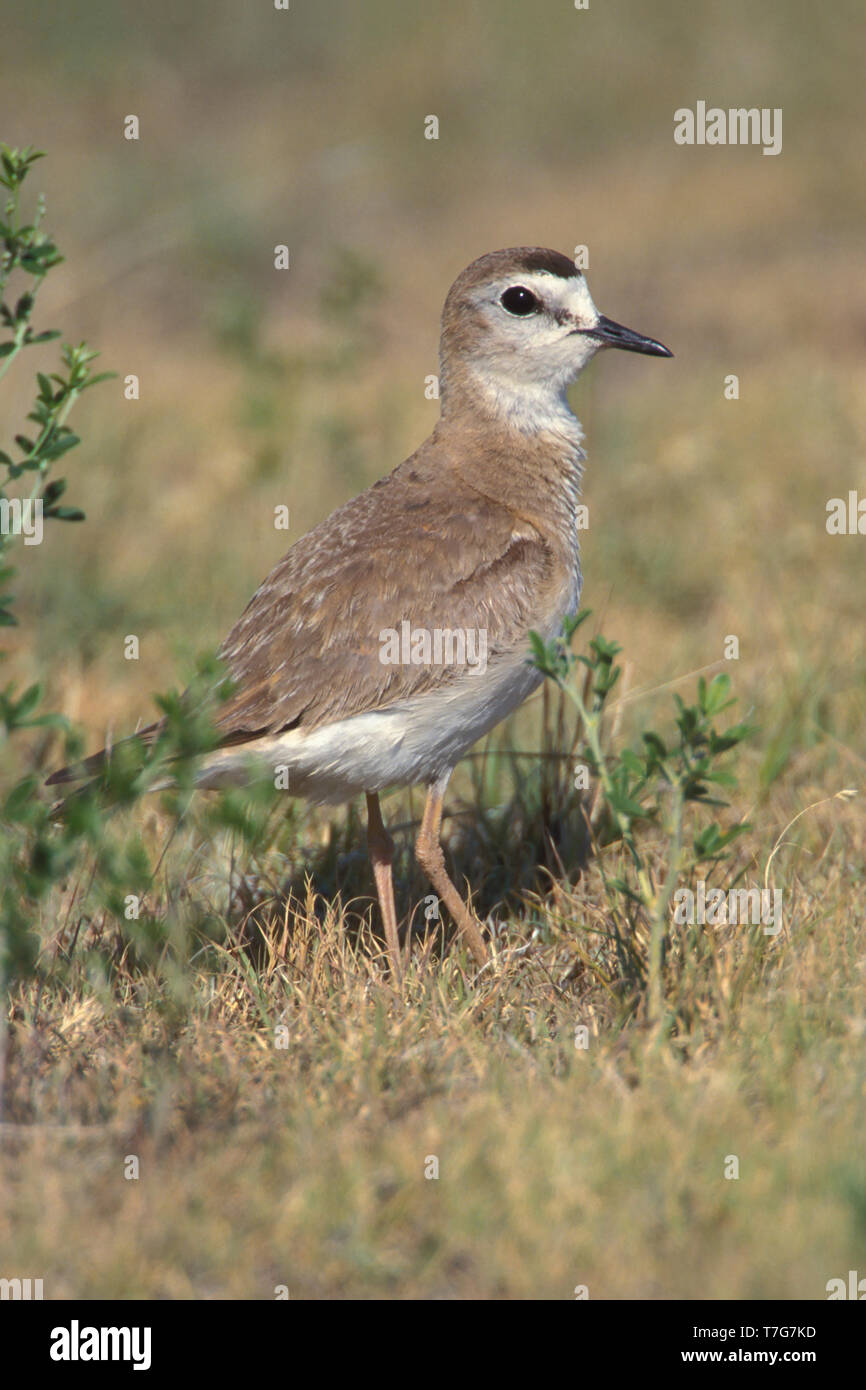 Nach Zucht Mountain Plover (Charadrius montanus) auf trockenem Gras Feld in Weld County, Colorado, United States im Sommer stehen. Stockfoto