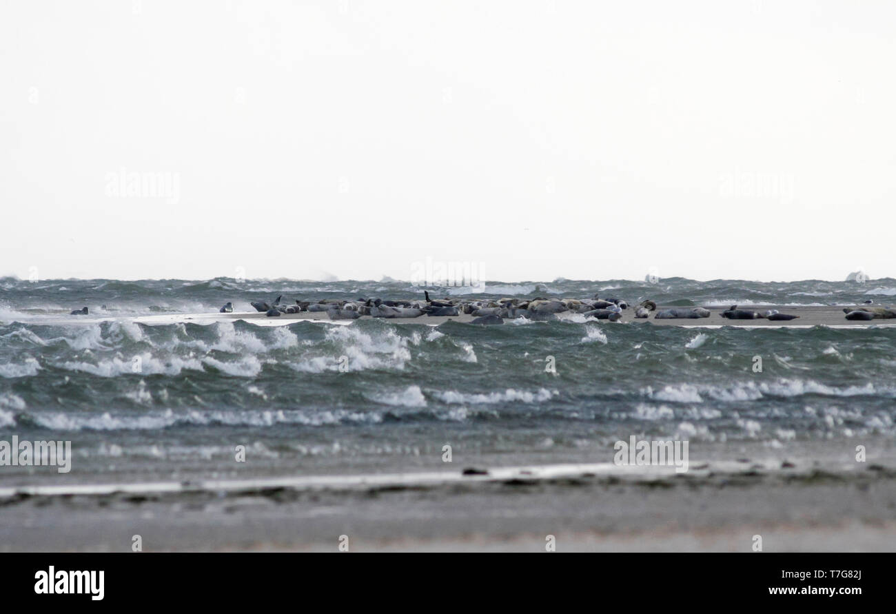 Ruht der Seehunde (Phoca vitulina) im deutschen Wattenmeer. Stockfoto